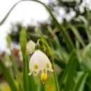 제주머무리 이미지