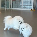 멍프리스쿨 | 강아지유치원 창업 상담, 3곳 비교 후 선택한 이유