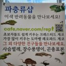 파블박사 이미지