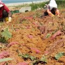 무안농장 이미지