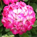 바이올렛 이미지