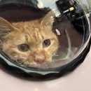 광화문동물병원 이미지