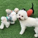 멍찌애견유치원 이미지