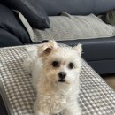 덕비네수제간식 이미지