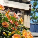 천아트 꽃그림 이미지