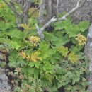 지리산 통신 - 가을에 잎이 노랗게 물들며 악취를 풍기는 우리나라 특산식물 금마타리. 이미지