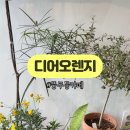 디어오렌지(dear orange)