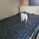 남이섬설리조트4 이미지