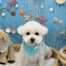 폴짝그루밍 이미지