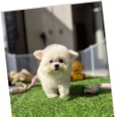 광주 강아지분양 고양이분양 어반펫 광주본점 이미지