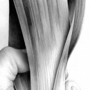 연필세밀화 이미지