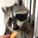 멍이와 냥이의 부엌 | 멍이와 냥이의 부엌 솔직후기 반려동물 수제간식