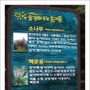 상오리 이미지