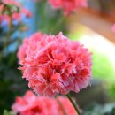 블루마리 이미지