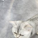 캣츠앤몬스터 이미지