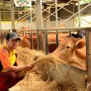 백두농장 이미지