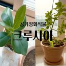 초보 가드너를 위한 여름 식물 인테리어 이미지