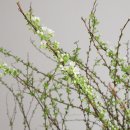 2023 가는잎조팝나무 = 설류화(雪柳花)
