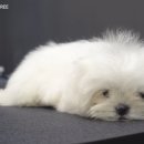 슈앤트리 이미지