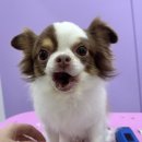 예쁨유치원 | 성남 스트레스없는 애견미용 멍균관대 후기 애견호텔, 반려견 유치원 추천