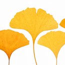 은행나무어린이집 이미지