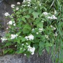 금빛환경 이미지