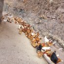 동일농장 이미지