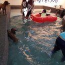 러블리펫108 이미지