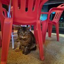 숯양두마리치킨 송정점 | 🐔 제주 함덕 치킨 맛집 숯양두마리치킨 제주함덕점 방문 후기