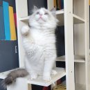 고양이날다 이미지