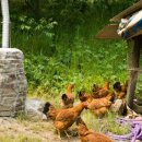 경기도 양평군 강상면 세월리 세월산장.. 방목한 토종닭을 직접 잡아서 요리해주는...산속의 맛집.... 이미지