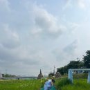 용장천 | 서산 여행 2일차 - 베이커리 다미, 선창감태칼국수, 황금산, 웅도, 6월 초 용장천 샤스타데이지, 한가로이