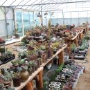 다육세상 이미지