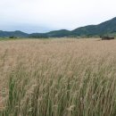 순천만습지 이미지