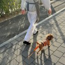 행복을 배우는 공간 | 의정부 애견호텔 ‘행복을 배우는 공간’ 후기