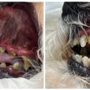 동탄원더스동물의료센터 이미지