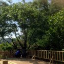 나무사이에 자연속으로 이미지