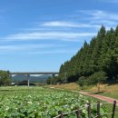 장안웃길 | W2. 평택 웨딩베뉴 밝은홀 투어 (SG 웨딩컨벤션, 국제대, 엔팰리스, 오하하우스)