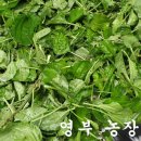 질경이농장 이미지