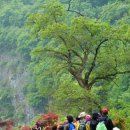 5월17일 백이산 정기산행(나물산행)산행신청 이미지