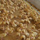 낙천그린농장 이미지