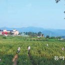 조성위탁영농 이미지