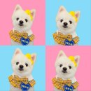 ✨예림이는 우리동네 핵인싸💕똥개언니네 살롱 후기