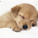 강아지세상 이미지