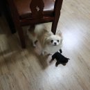 이쁘개 귀엽개 이미지