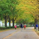 곡교천 은행나무길 이미지
