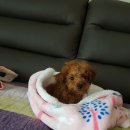 행복드림 동물병원 이미지