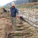 하묘농장 이미지