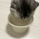 CM 동물병원 | 벨릭서 벳큐어 CM:하이포 고양이투약보조제 회복에 좋은 간식