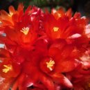 여의도봄약국 이미지